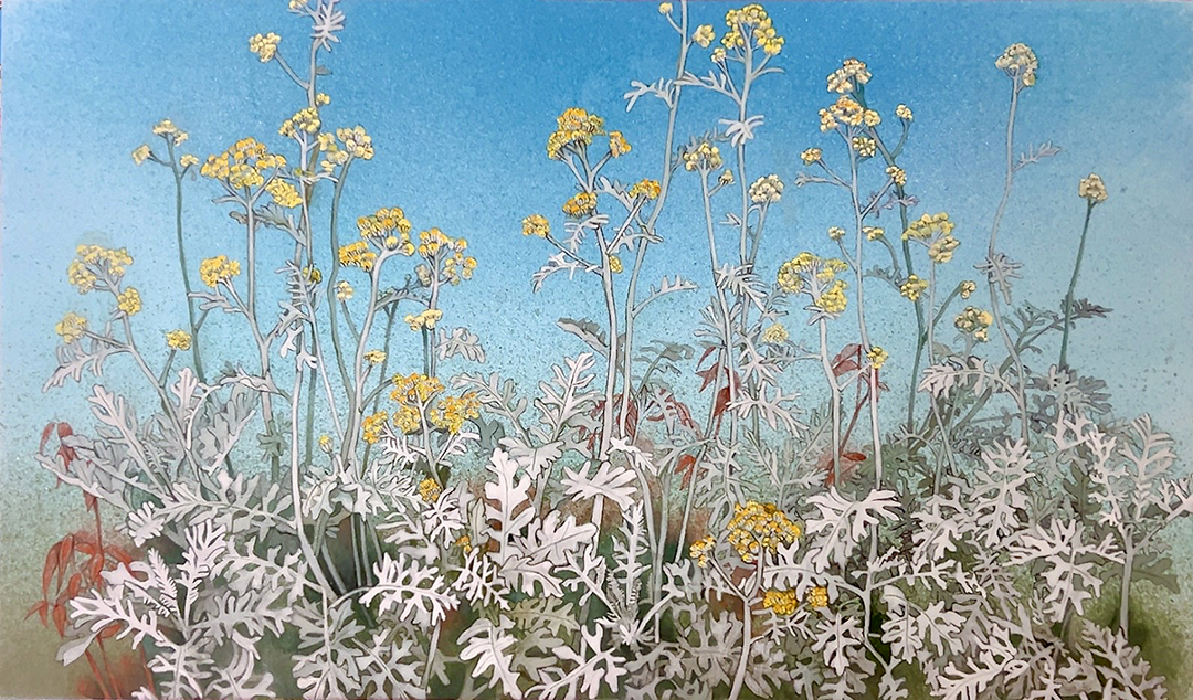 『シロタエギク』王禎寅 M6